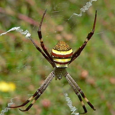 Argiope keyserlingi