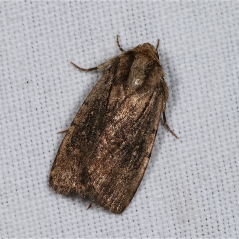 Proteuxoa provisional species 3