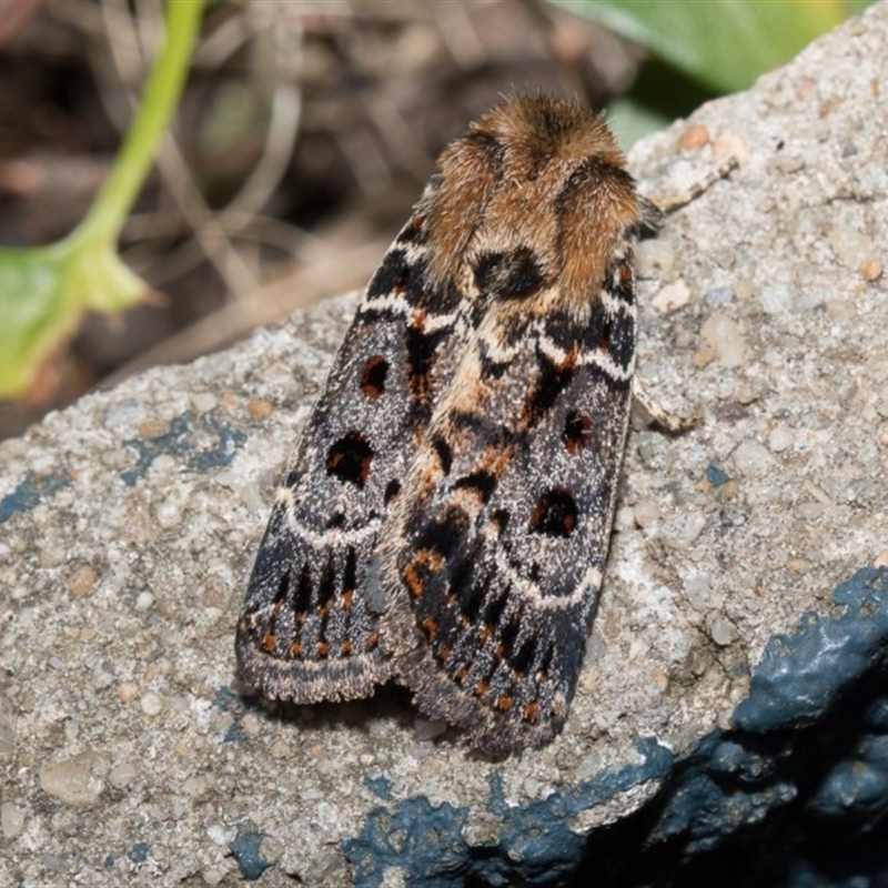 Proteuxoa sanguinipuncta