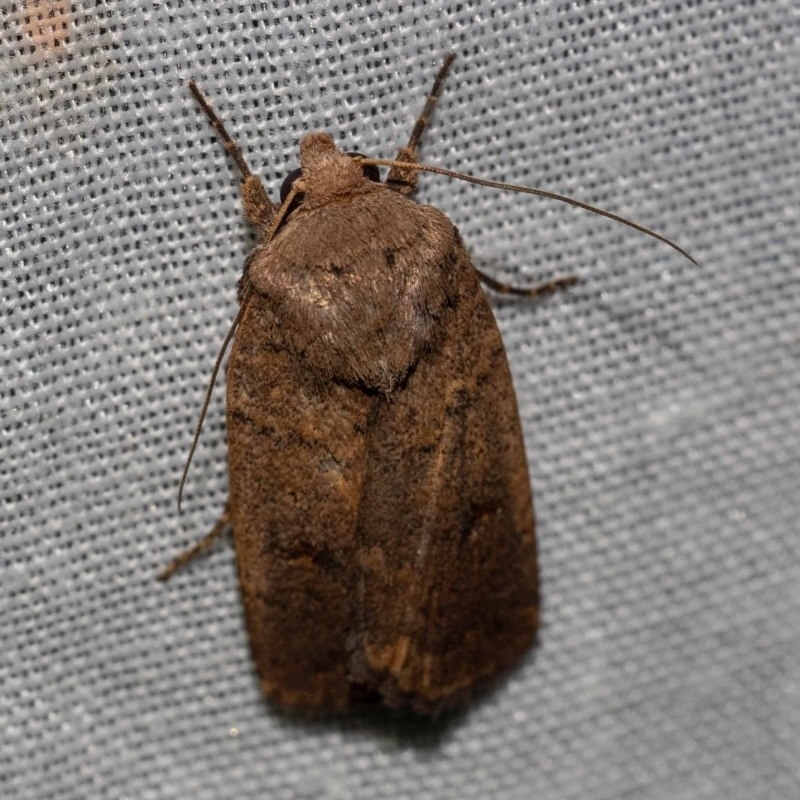 Proteuxoa (genus)