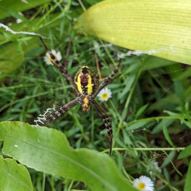Argiope picta