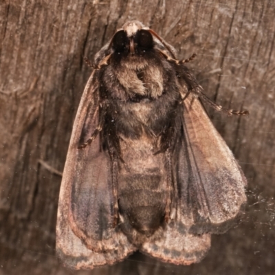 Underside (Male)