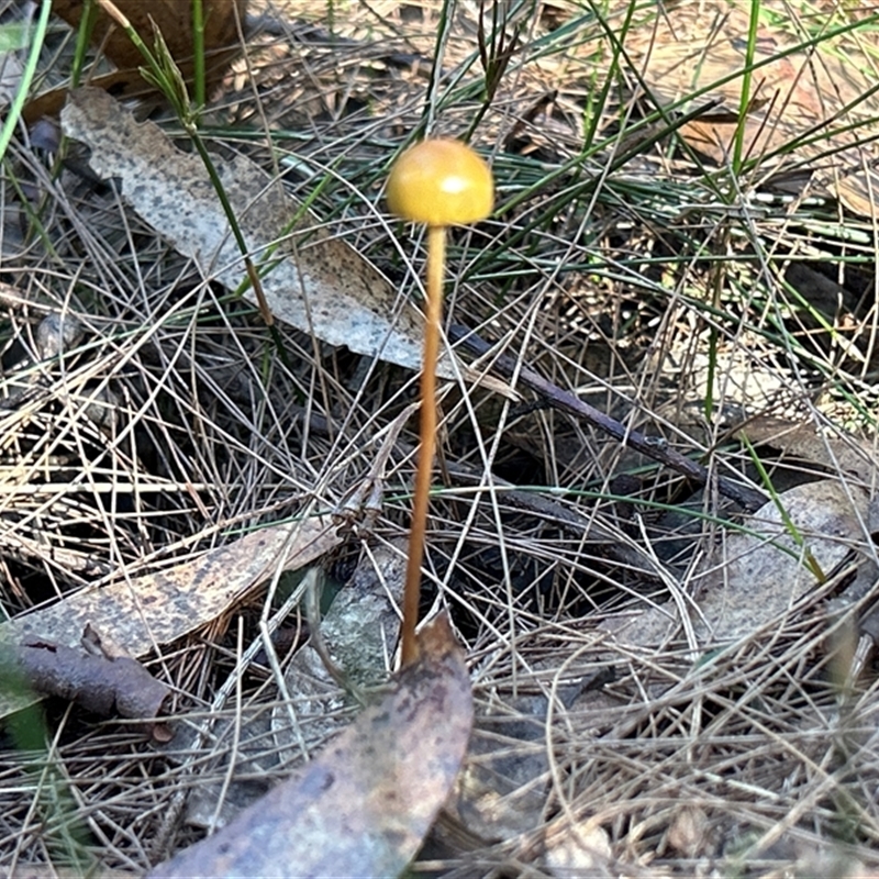 Protostropharia semiglobata