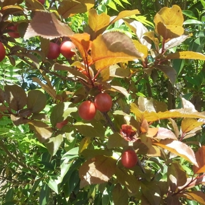 Prunus cerasifera