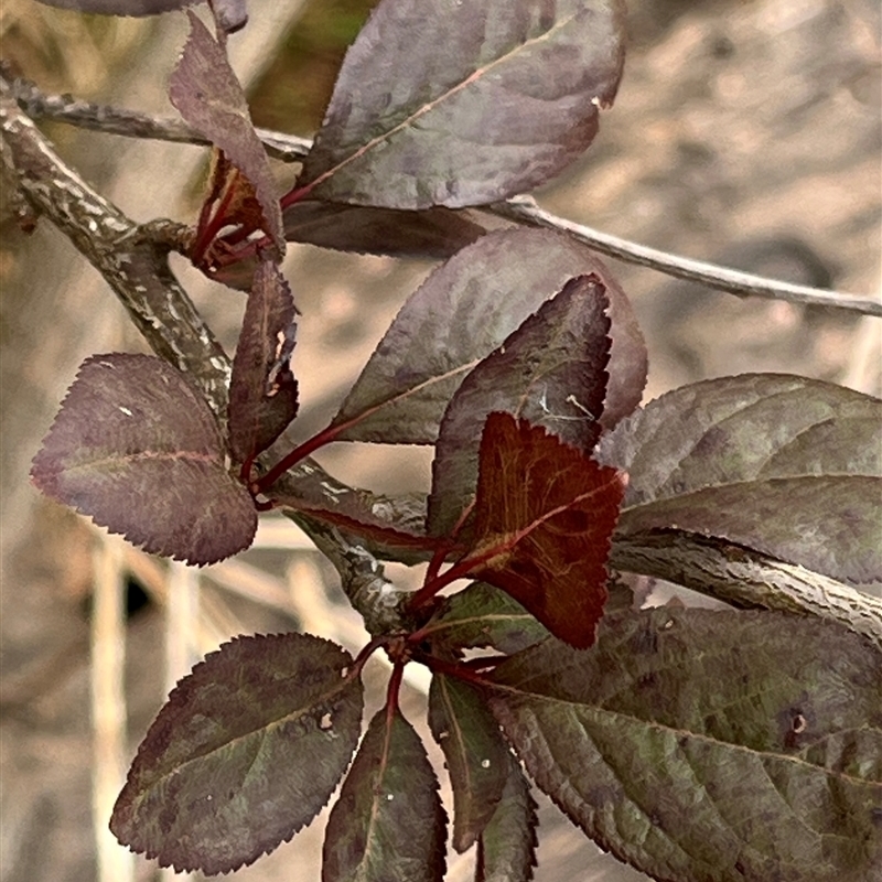 Prunus cerasifera