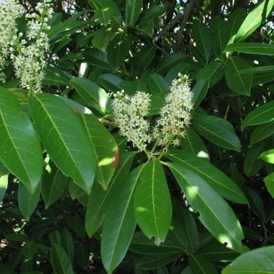 Prunus laurocerasus