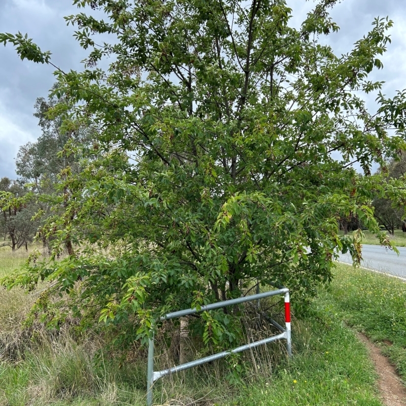 Prunus lusitanica