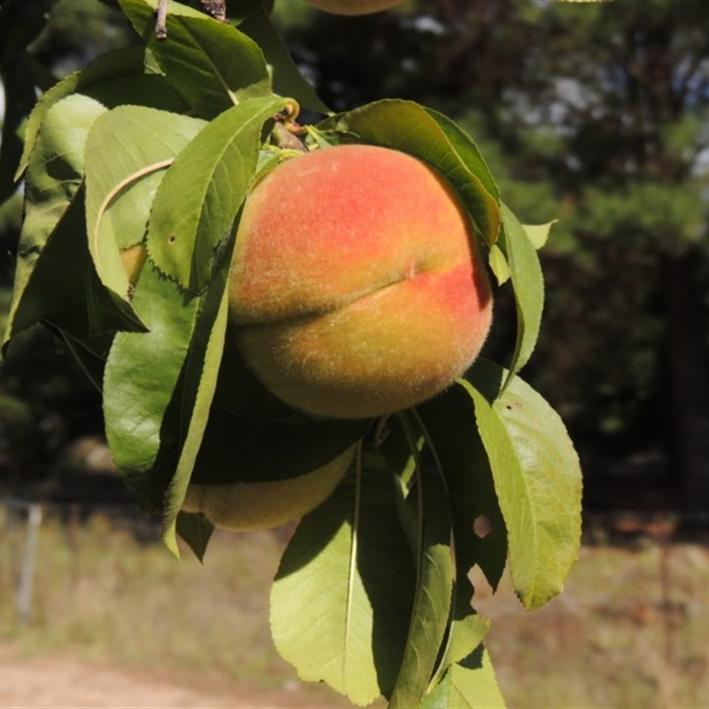 Prunus persica