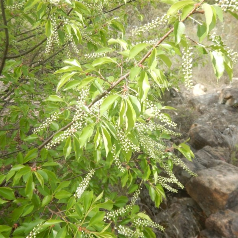 Prunus serotina