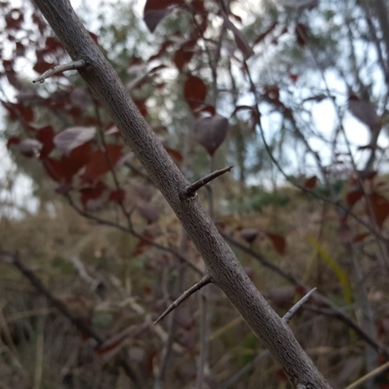 Prunus spinosa