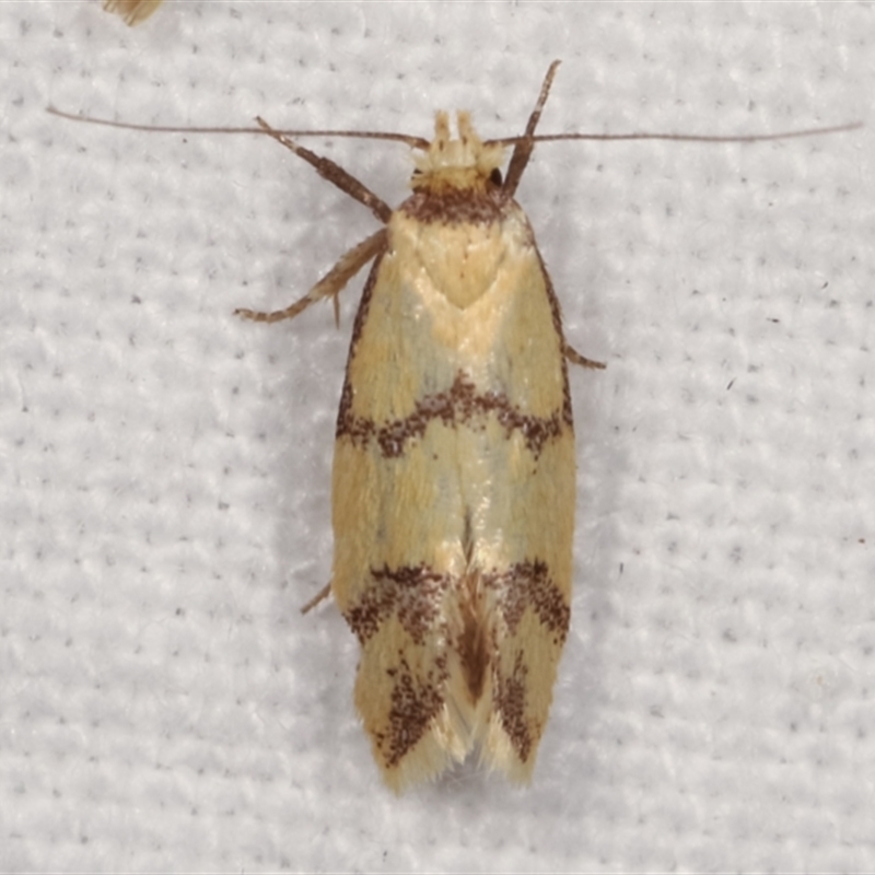 Psaroxantha calligenes