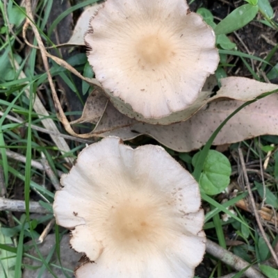 Psathyrella candolleana