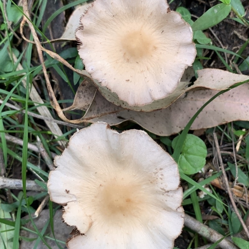 Psathyrella candolleana