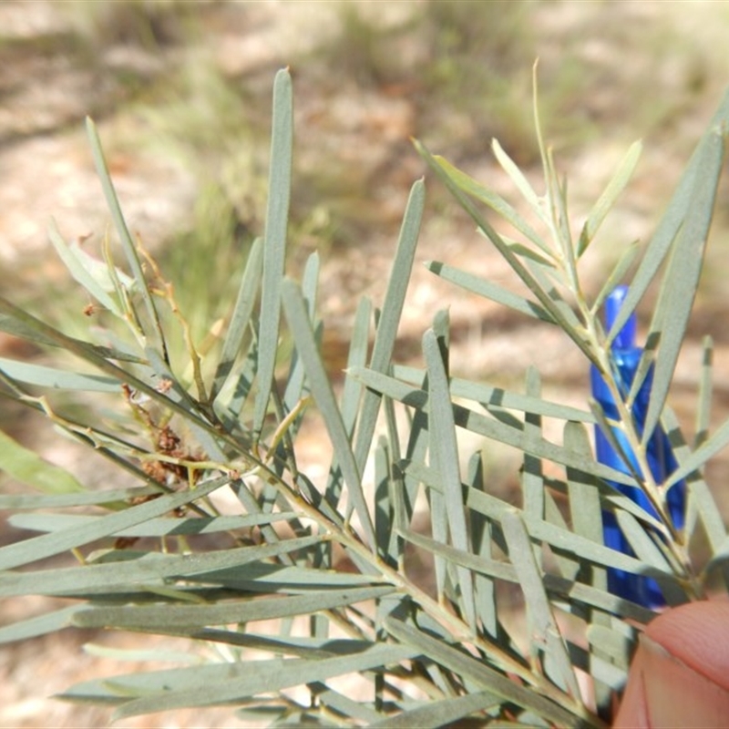 Acacia linifolia