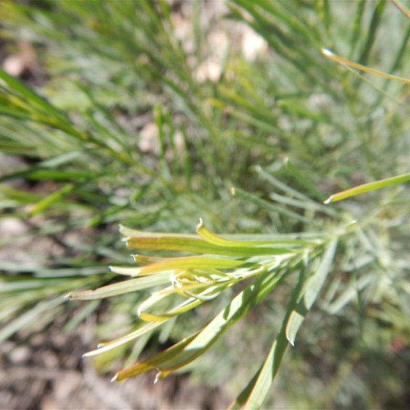 Acacia linifolia