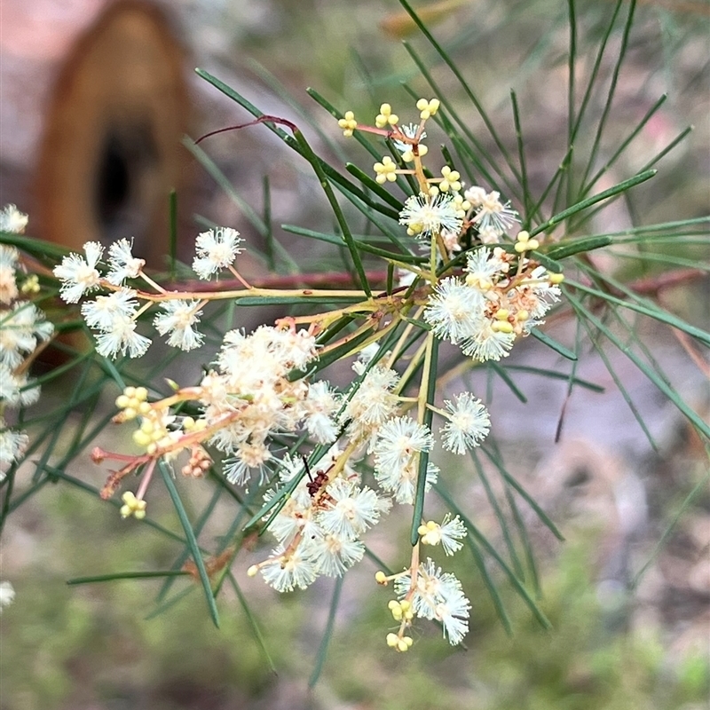 Acacia linifolia