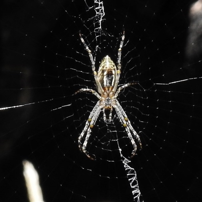 Argiope (genus)