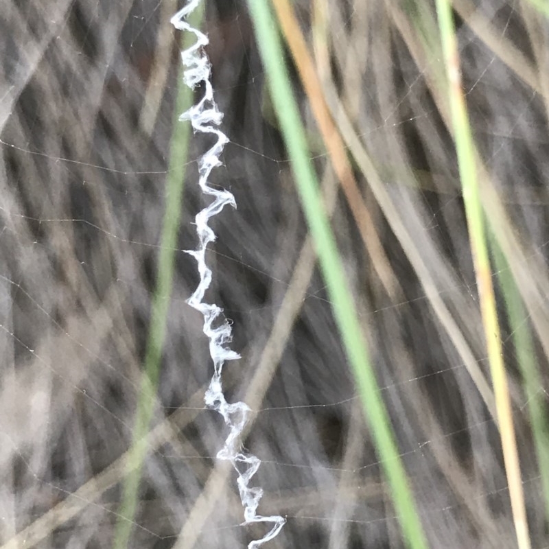 Argiope (genus)