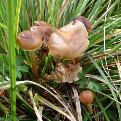 Psathyrella sp.