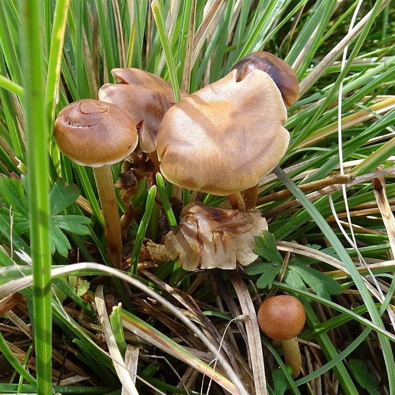 Psathyrella sp.