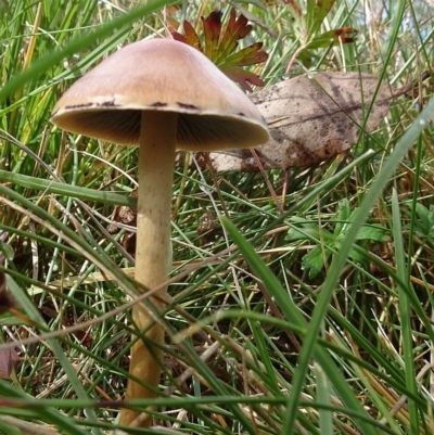 Psathyrella sp.