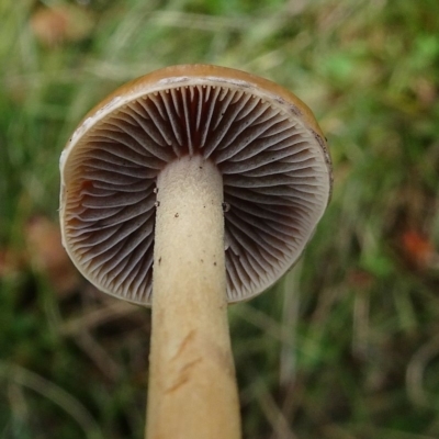 Psathyrella sp.