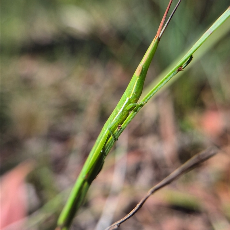 Psednura pedestris