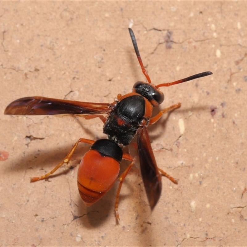 Pseudabispa bicolor