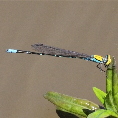 Pseudagrion aureofrons