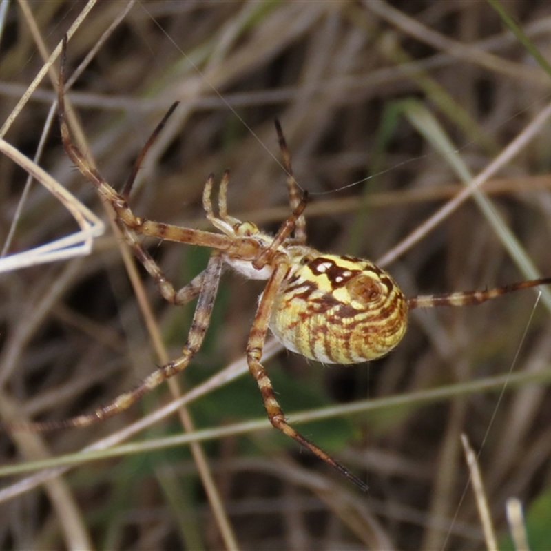 Argiope trifasciata