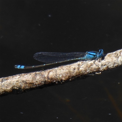 Pseudagrion microcephalum