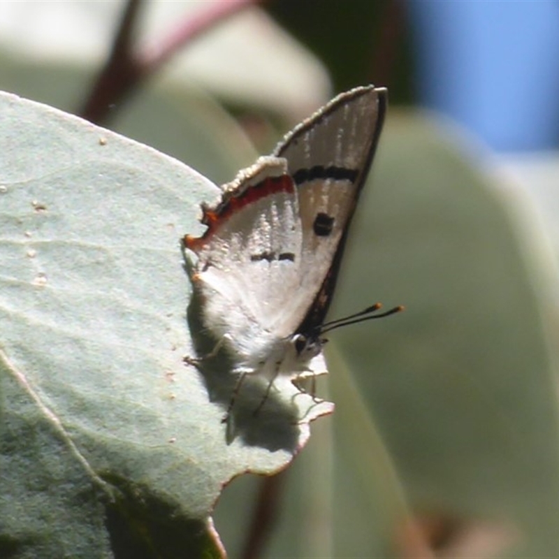 Pseudalmenus chlorinda