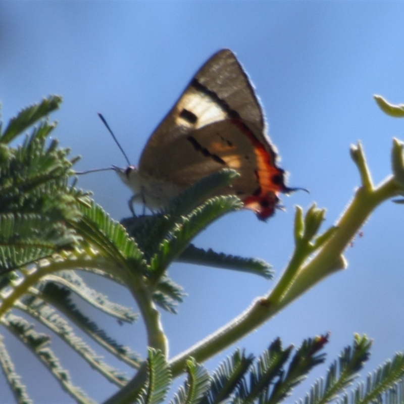 Pseudalmenus chlorinda