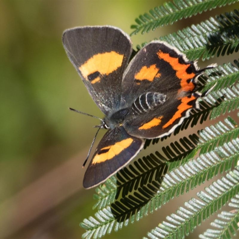 Pseudalmenus chlorinda zephyrus