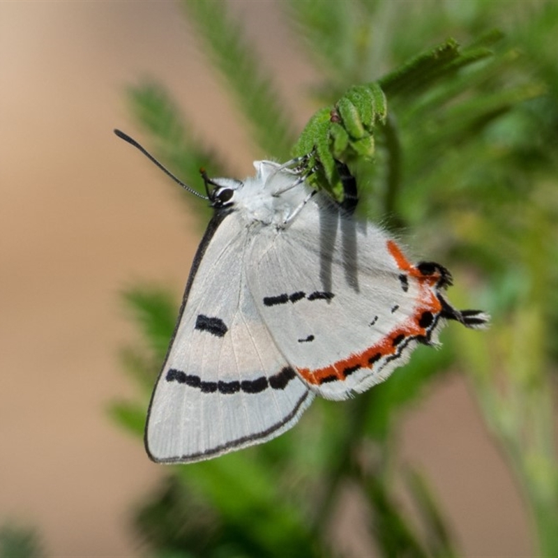 Pseudalmenus chlorinda zephyrus