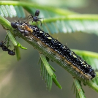 Kerri-Lee, Wonboyn - larva on Acacia mearnsii