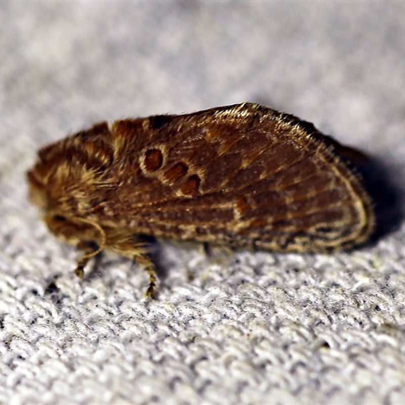 Pseudanapaea (genus)