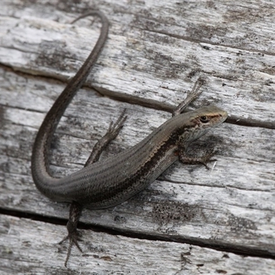 Pseudemoia entrecasteauxii