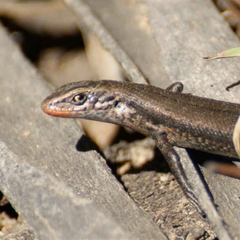 Pseudemoia entrecasteauxii