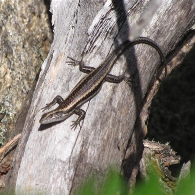 Pseudemoia spenceri