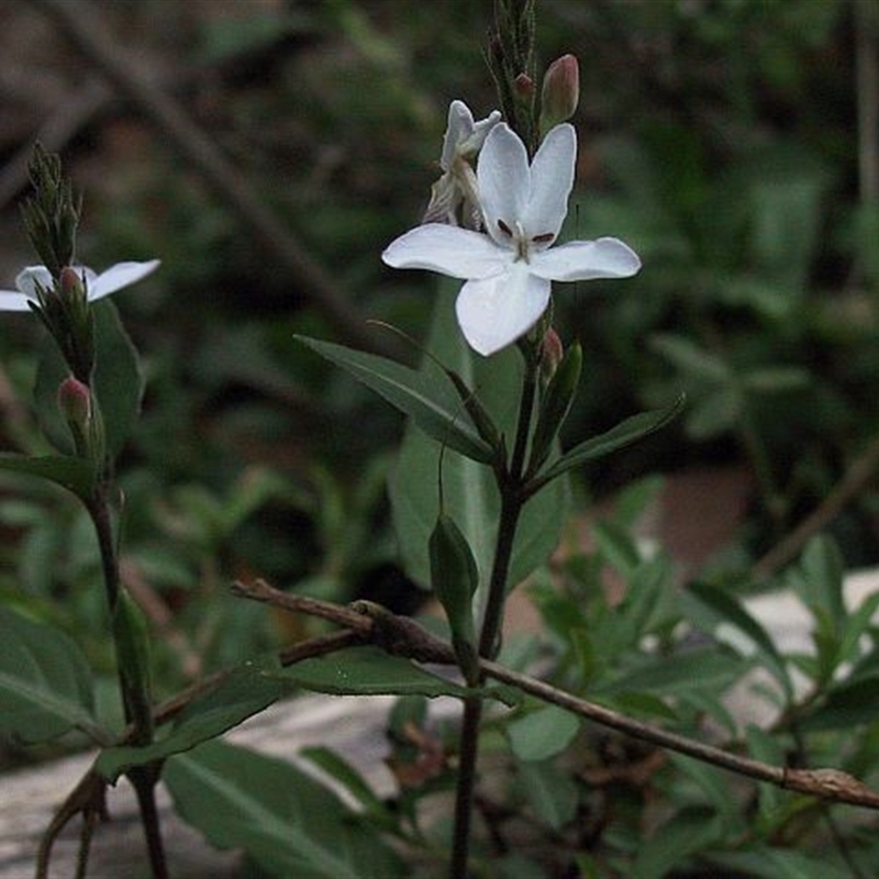 Pseuderanthemum variabile