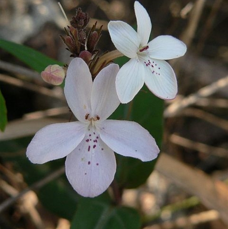 Pseuderanthemum variabile