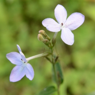 Pseuderanthemum variabile