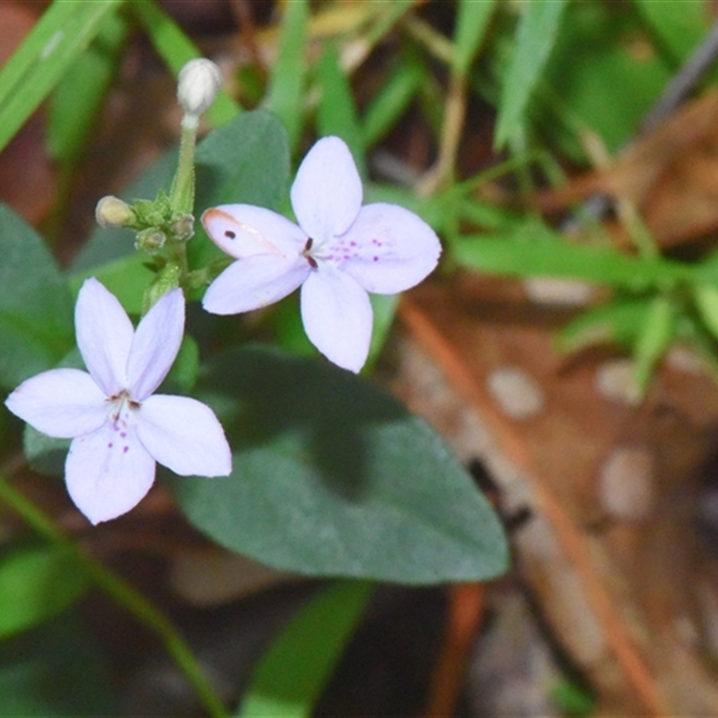 Pseuderanthemum variabile