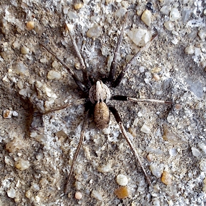 Argoctenus sp. (genus)