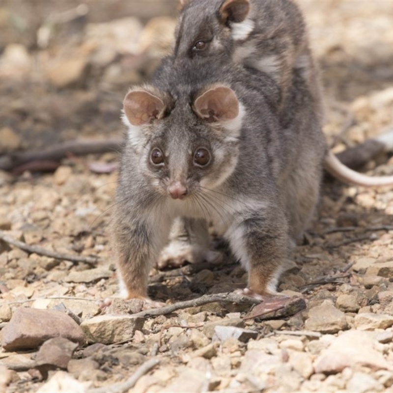 Pseudocheirus peregrinus