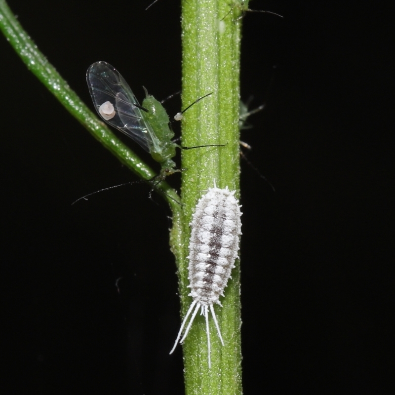 Pseudococcidae sp. (family)