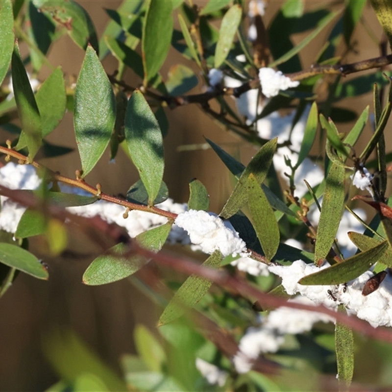 Pseudococcidae sp. (family)