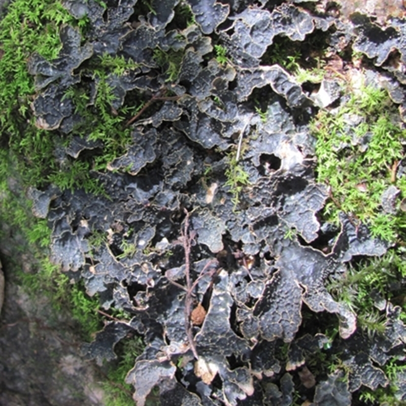 Pseudocyphellaria neglecta