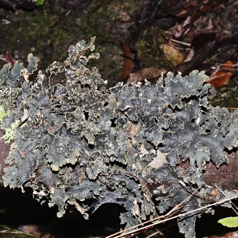 Pseudocyphellaria neglecta